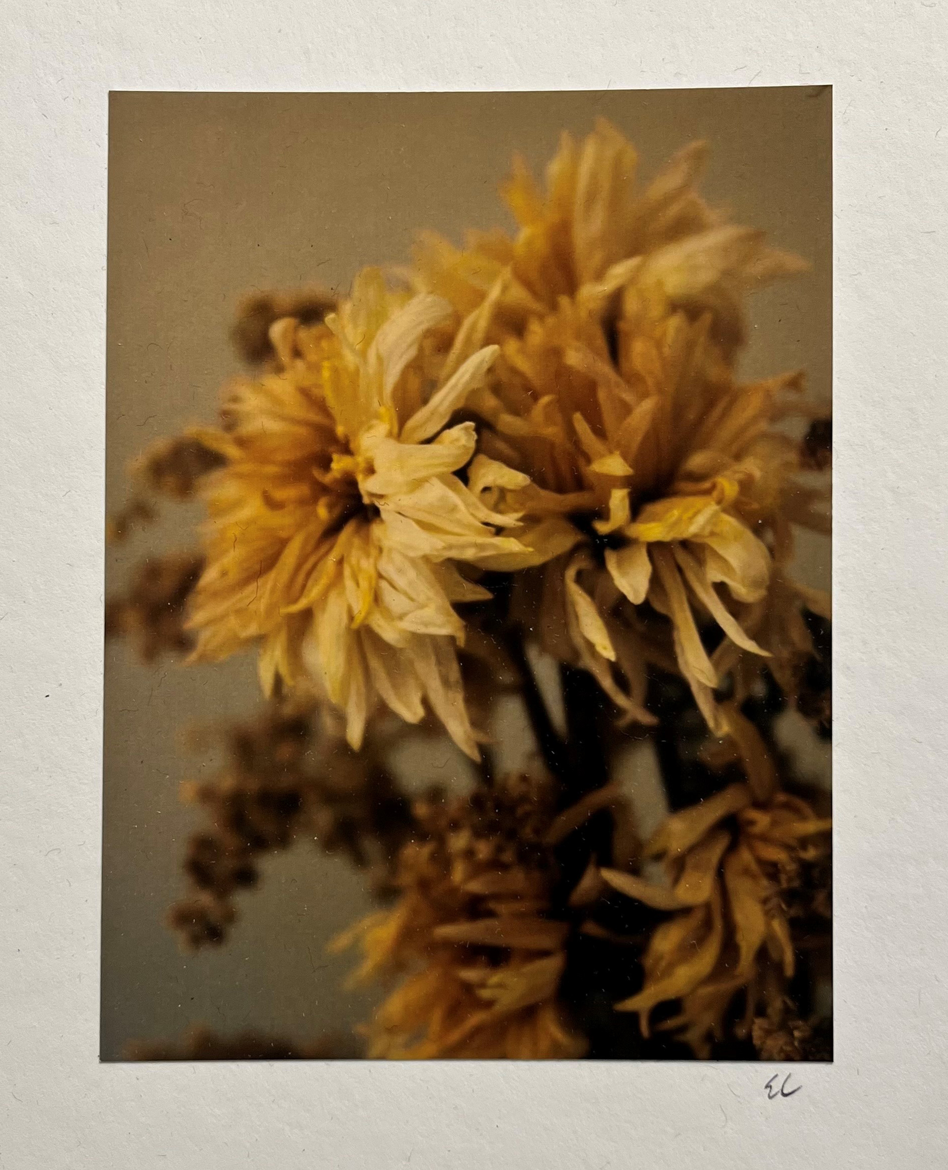 Photo by Elizabeth Carner featuring dried flowers