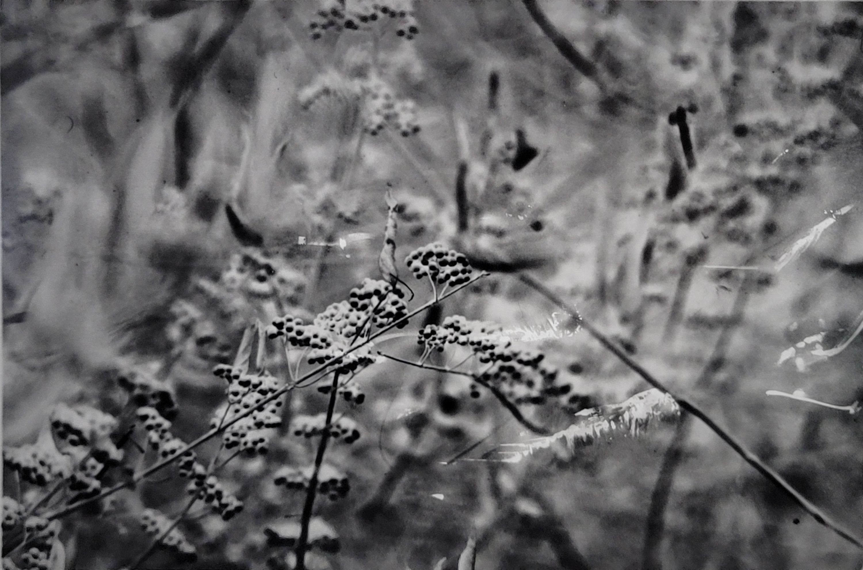 A black and white negative photograph. It depicts a closeup of a grouping of small, berry like plants in a field. The background is blurred but you can see more flowers behind the berries.